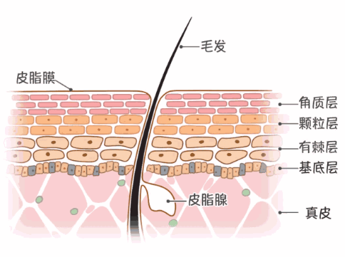 周期性皮肤管理的重要性!敏感肌需要特别关注
