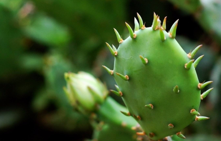 仙人掌原液:你的皮肤储水库