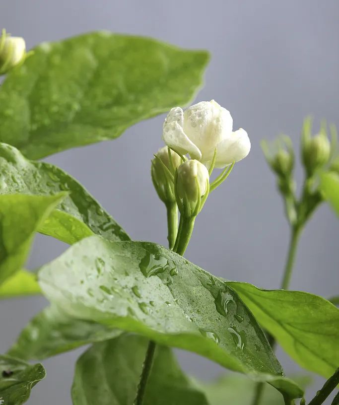 茉莉原液 | 鲜花植萃养颜护肤能量